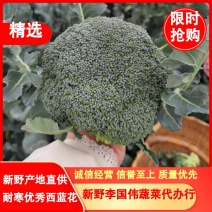 河南苔绿3号耐寒西兰花质优价美产地直供