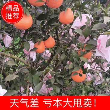 春见（耙耙柑）眉山耙耙柑大量持续出货中