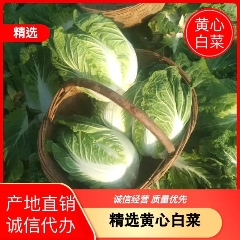 黄心白菜大量上市诚信代办散装，袋装，各