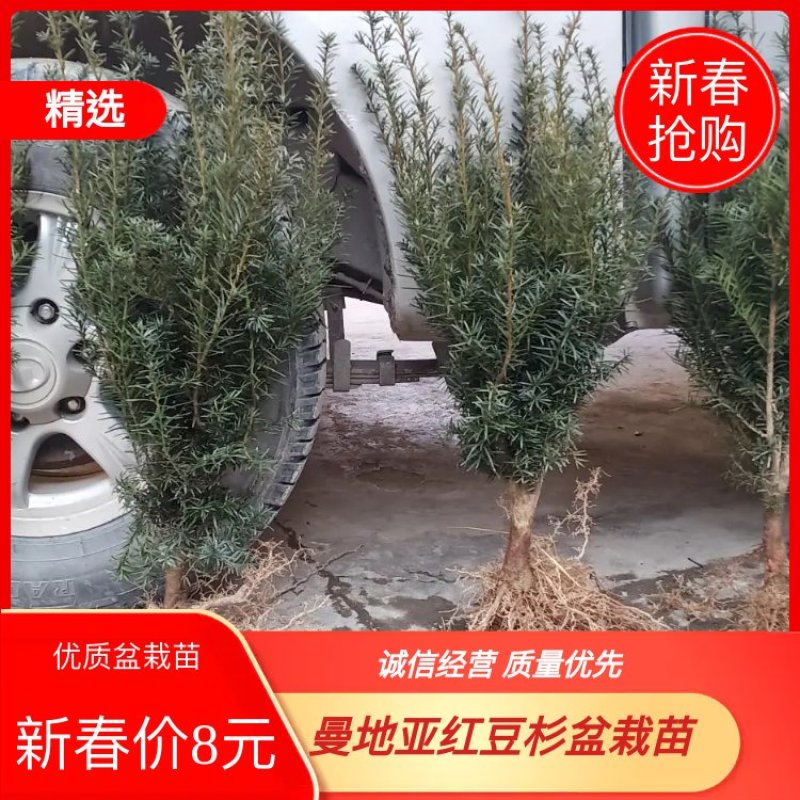 四川绵阳曼地亚红豆杉苗盆景苗货优量足欢迎电话联系！