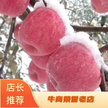 红富士富硒苹果高桩纯纸袋，货足光亮，一件代发批发