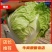 大白菜，青叶圆棵，新乡小包，欢迎来电咨询采购