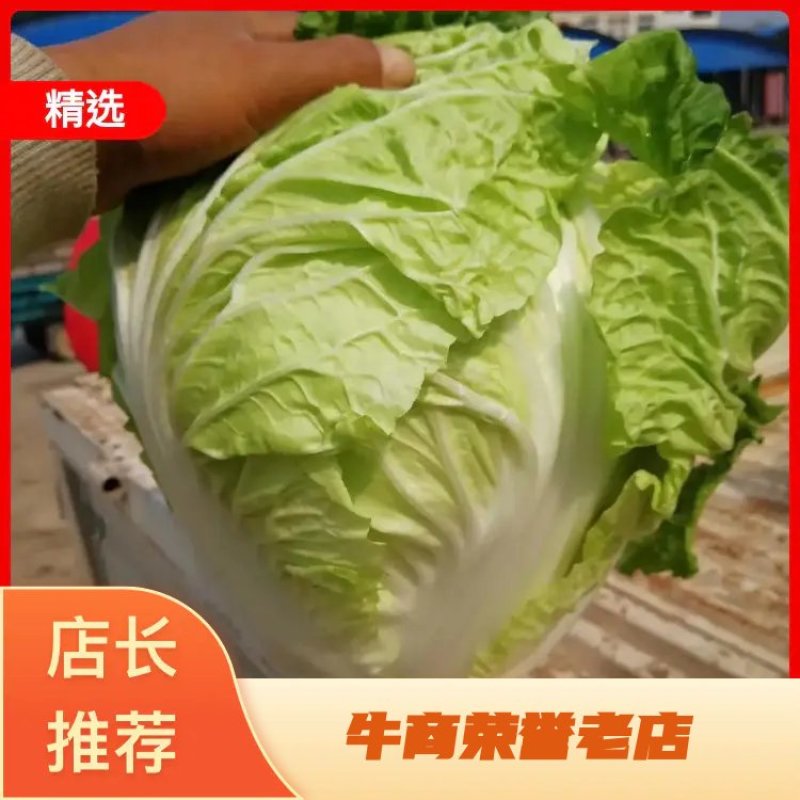 大白菜，青叶圆棵，新乡小包，欢迎来电咨询采购