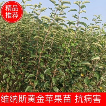 【维纳斯黄金】苹果苗脱毒苗3年挂果高丰产现挖现发