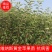 【维纳斯黄金】苹果苗脱毒苗3年挂果高丰产现挖现发