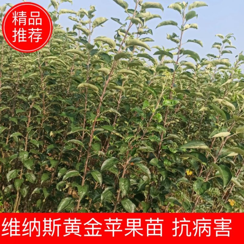 【维纳斯黄金】苹果苗脱毒苗3年挂果高丰产现挖现发