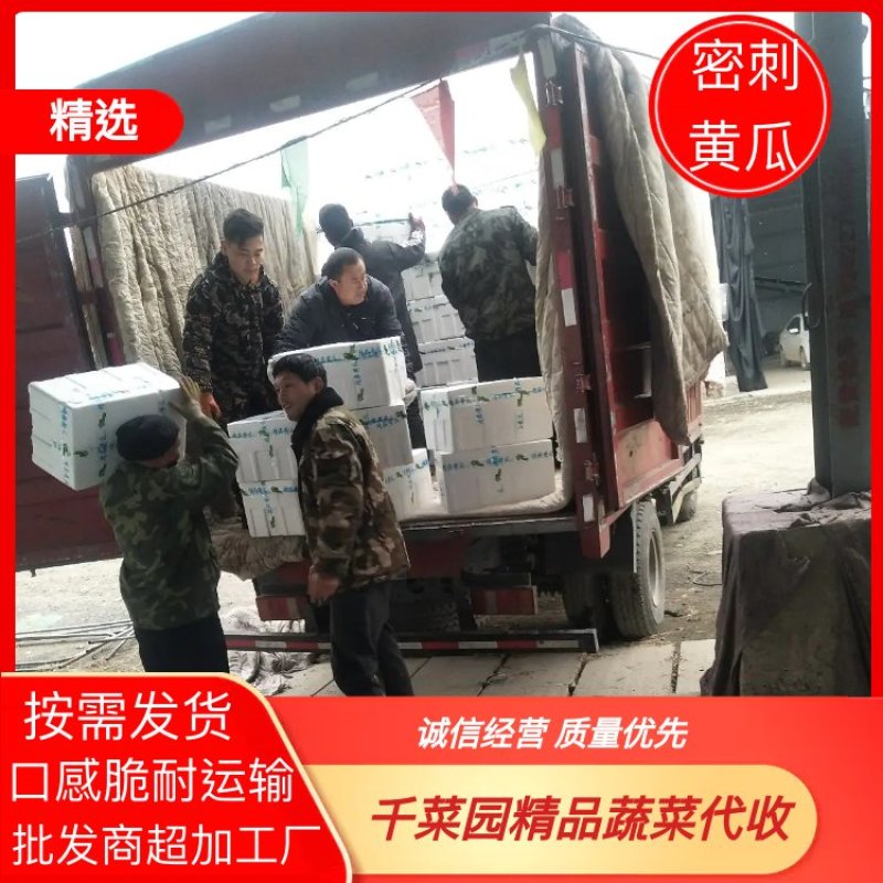 温室大棚黄瓜、黑皮密刺黄瓜绿瓤短把顶花带刺