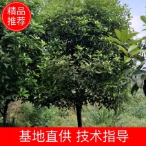 【桂花树】桂花树5—20公分绿化苗木全冠.占地都有