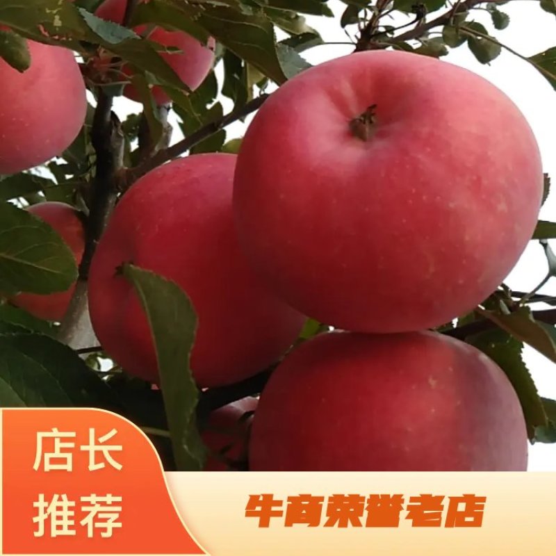 望香红苹果苗、甘甜可口、大果个一斤左右，能达到20多个糖