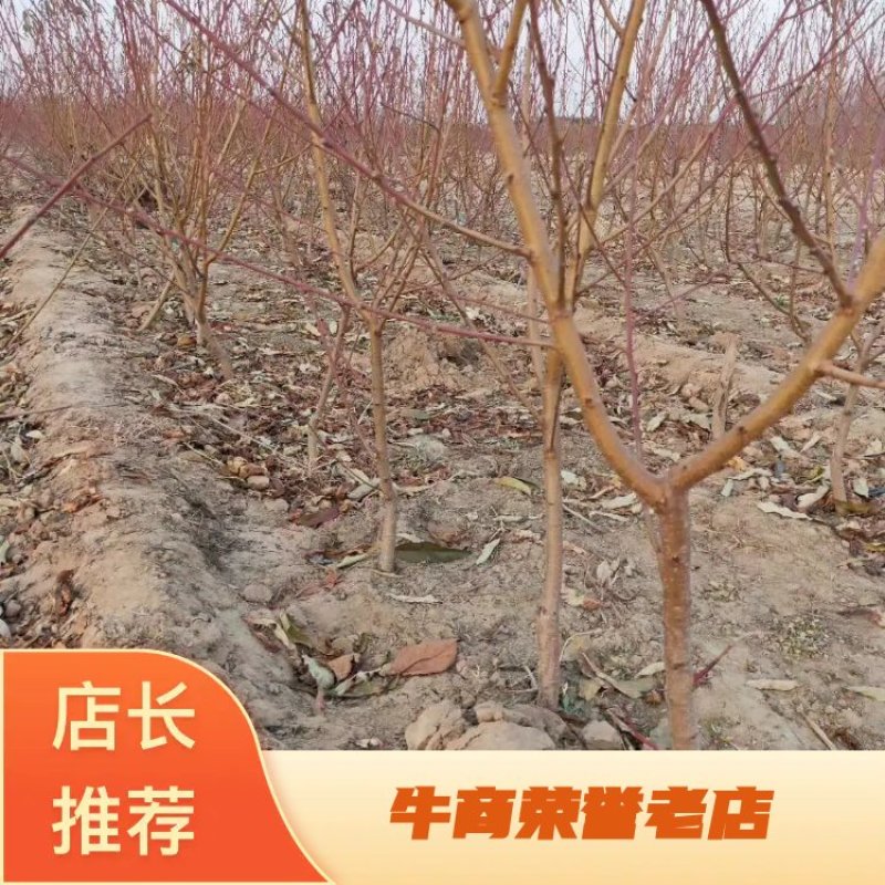 油王、桃树苗、一斤一个、口感甜脆、香甜可口，果色艳丽