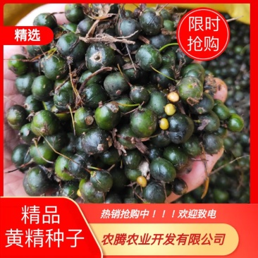 黄精种子，多花黄精种籽，药典品种，包技术包回收