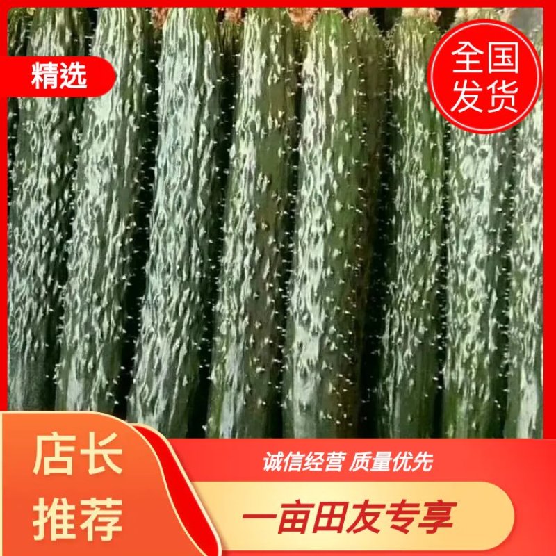 山东黄瓜，产地直供批发商，超市，电商等代发全国