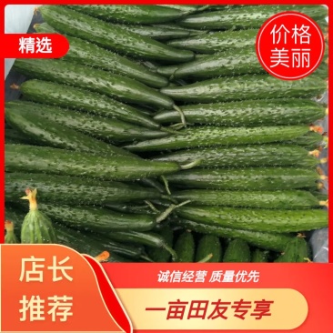 山东黄瓜德瑞特721日供货十万斤量大从优条直口感好