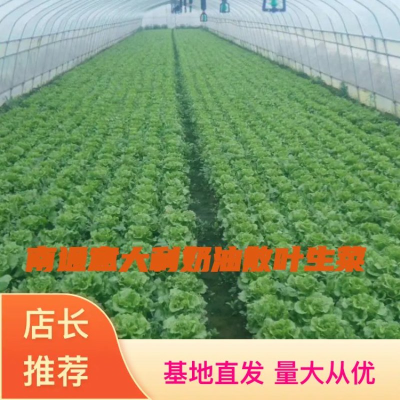 散叶生菜南通意大利奶油散叶生菜基地直供长期供档口商超食堂