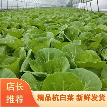 江苏南通精品杭白菜，小白菜/全年稳定不断货/支持代办