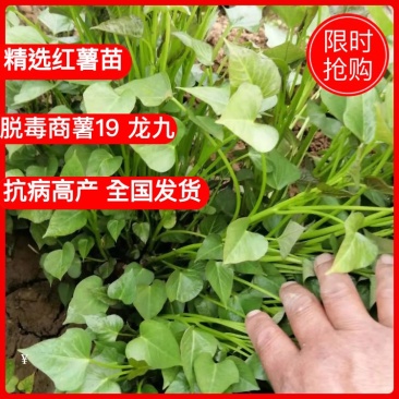 河南红薯苗大量上市品种齐全产地直销成活率高免费技术指导