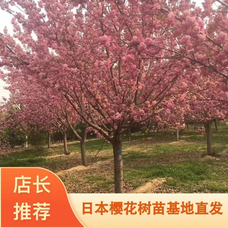 日本樱花树苗樱花小苗晚樱南北方庭院地栽盆栽樱花树绿化苗木