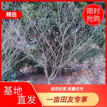 日本晚樱日本早樱东京樱花云南樱花中国红樱花常年供应