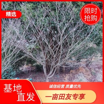 日本晚樱日本早樱东京樱花云南樱花中国红樱花常年供应