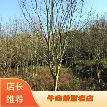 紫薇小叶紫薇速生紫薇国旗红紫薇单杆丛生紫薇常年供应各种规