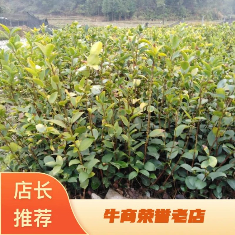 油茶苗白花油茶红花油茶九江市柴桑区清风园林常年供应