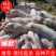 山东仔猪长白三元杜洛克仔猪供应全国发货