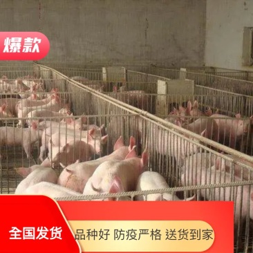 猪场三元直供品种好防疫严格送货到家全国发货