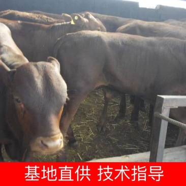 利木赞牛俗称法国吨牛长势快体型大出肉率高雪花肉