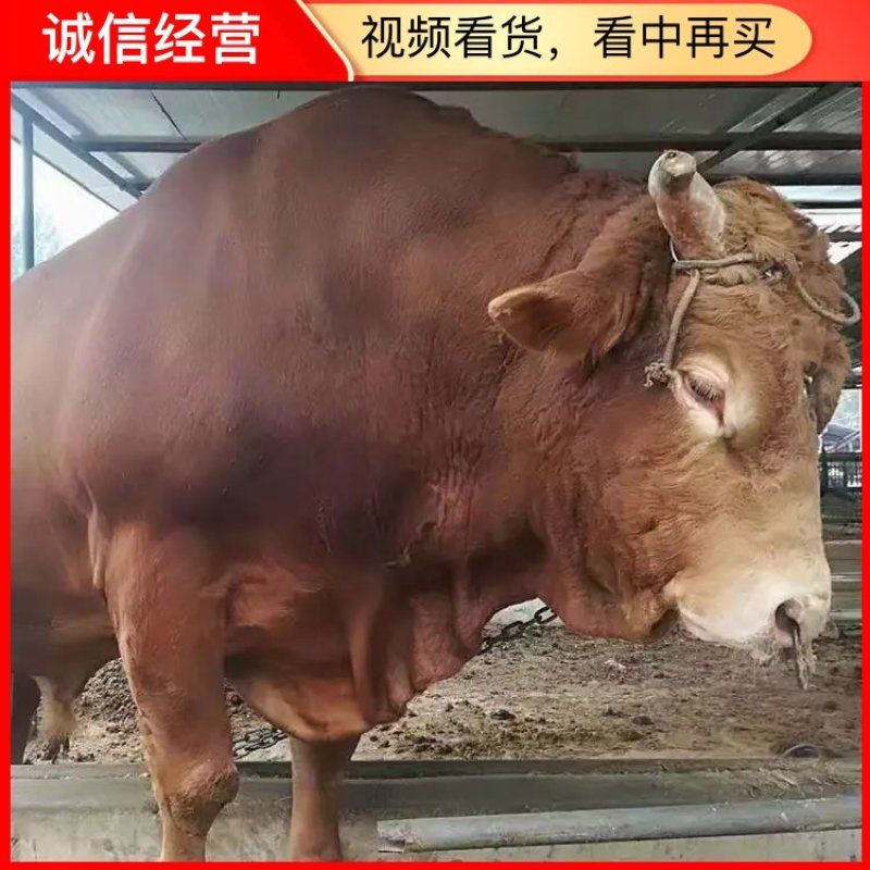 小黄牛犊，鲁西黄牛，改良黄牛全国包邮货到付款提供技术