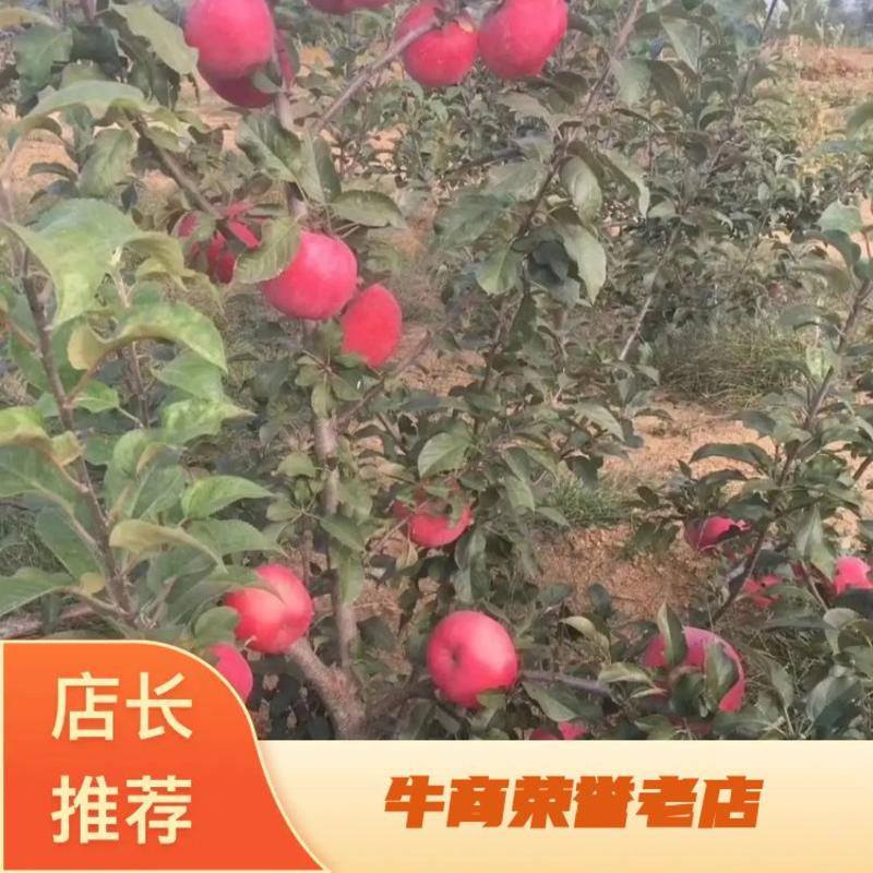 辽南科研新品种望乡红苹果树苗耐寒零下35度