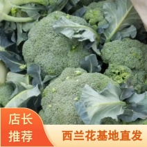 优质西兰花大量上市品种好价格低廉耐寒菜品西兰花