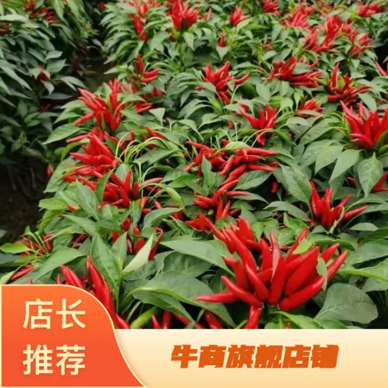 朝天椒苗，线椒苗，各种辣椒苗，提供技术包回收签合同包回收