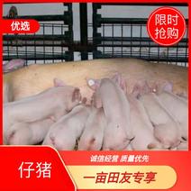 二元母猪品质优良《防疫到位》基地养殖欢迎考察视频