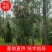 热销桂花苗大小规格都有，米径5-10公分米径15-20公分