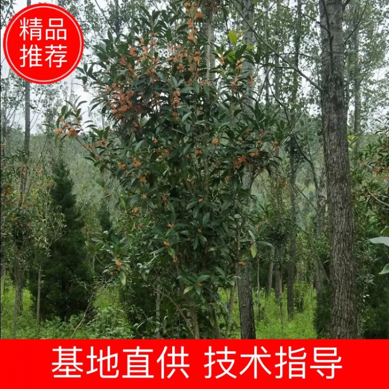 热销桂花苗大小规格都有，米径5-10公分米径15-20公分