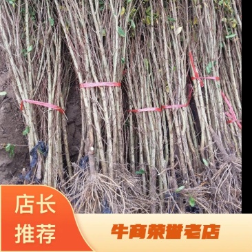 软籽石榴树苗，软籽石榴树大量上市免费技术指导包成活率