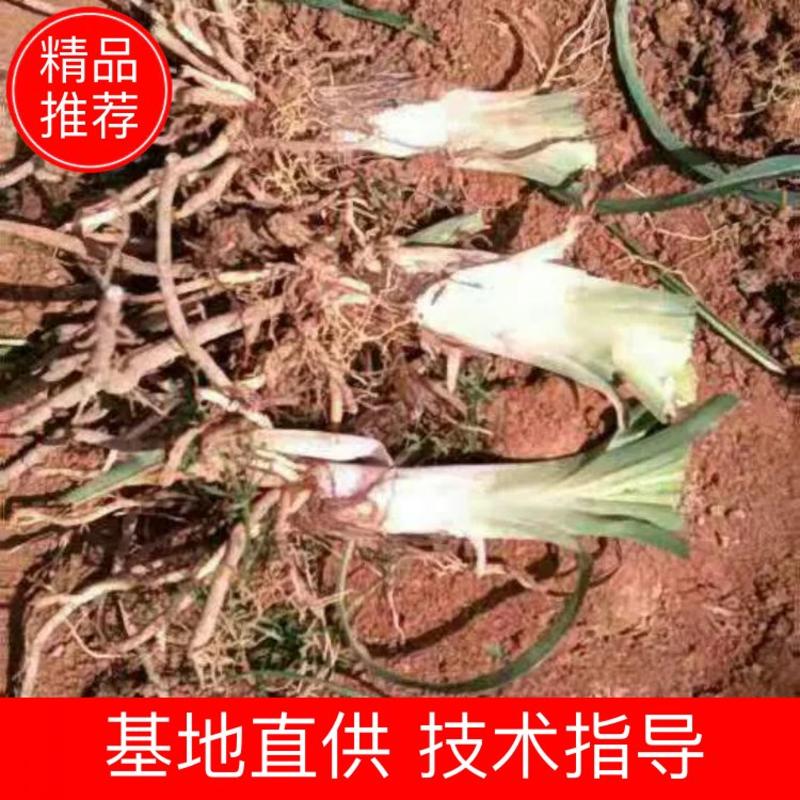 【HOT】黄花菜种苗，基地现挖现卖，后期提供管理技术支持