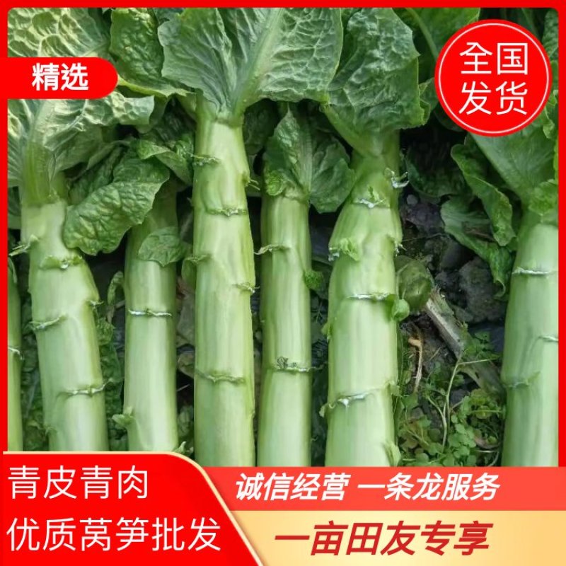 【热】四川青皮莴笋青皮青肉无空心大量低价现砍现发包走车