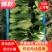 上海青小油菜基地种植销售代办订购包装欢迎实地考察