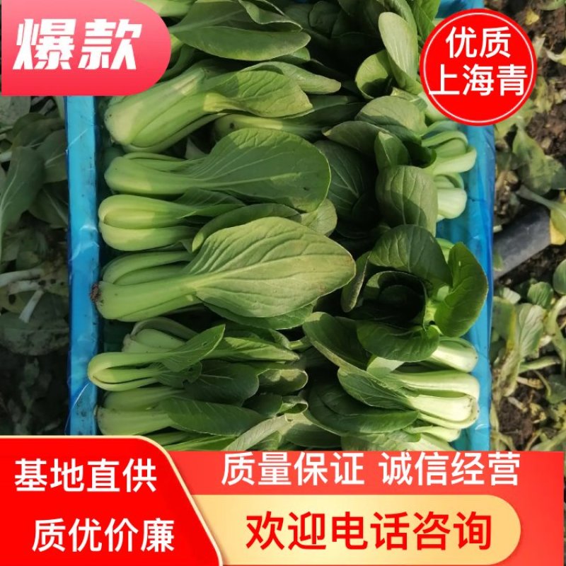 上海青小油菜基地种植销售代办订购包装欢迎实地考察