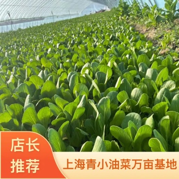 曹县上海青小油菜本地直销万亩基地欢迎各位老板合作代收代发