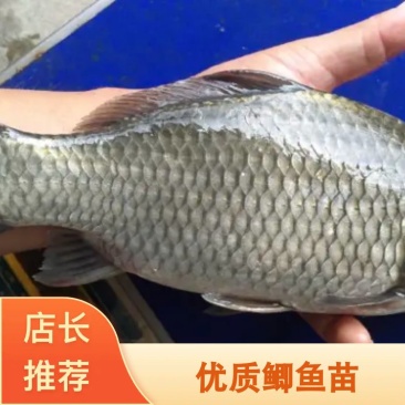 中科5号，鲫鱼苗，工程鲫，杂交鲫鱼苗，湘云鲫3~4厘米