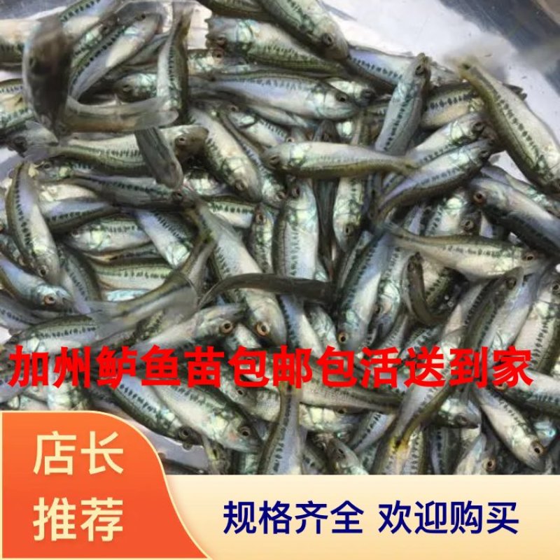 优质加州鲈鱼苗已训化吃饲料规格齐整全国发货包邮包活