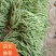 豆王大量上市，有要的联系我