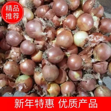 【基地直供】黄皮洋葱8厘米以上，规格齐全，可视频看货！