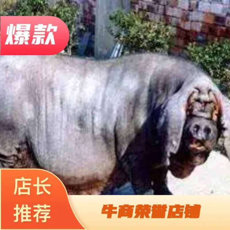 母猪太湖母猪基地直销一手货源疫苗齐全包活到家