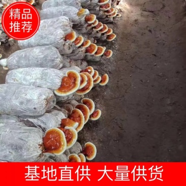 灵芝菌棒，菌种，活体专卖，高端好品质货源稳定