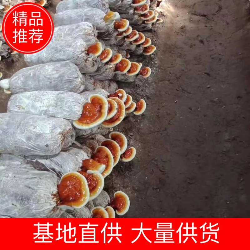 灵芝菌棒，菌种，活体专卖，高端好品质货源稳定