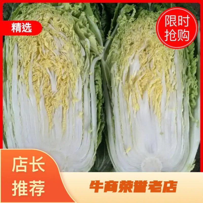 菊锦春黄心白菜已上市，货源新鲜.充足，包装，装车一条龙