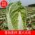 新野黄心大白菜大量供应价格便宜，新鲜采摘保证质量
